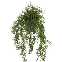 Mr Plant , Rhipsalis Riippukasvi