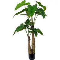 Mr Plant Alocasia Tree 150 cm