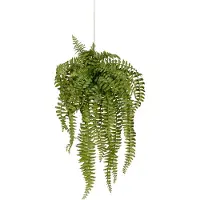 Mr Plant Saniainen Riippukasvi 53 cm
