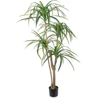 Mr Plant Dracena Palm 150 cm