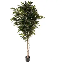 Mr Plant , Longifolia Puu 200 cm