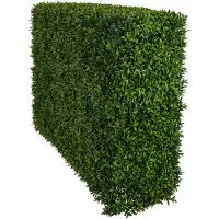 Mr Plant Buxbom Pensas 75 cm