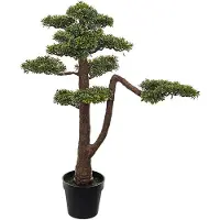 Mr Plant , Bonsai Puu 95 cm