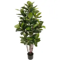 Mr Plant , Robusta-viikunapuu 150 cm