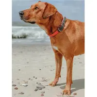 Hunter - Collar Convenience Comf 35/XS-S Plastic NeonOrange - Koirat - Kaulapannat
