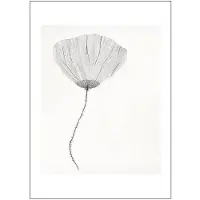 Poster & Frame - The Poster Club x Ana Frois Juliste 30x40 cm Poppy