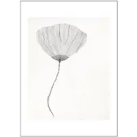 Poster & Frame - The Poster Club x Ana Frois Juliste 50x70 cm Poppy