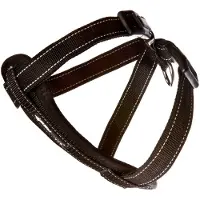 EzyDog Neopreenikoiran Valjaat