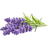 Click and Grow Smart Garden Refill 3-pack - Lavender
