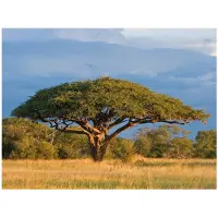 Artgeist Afrikkalainen akaasia puu, Hwange National Park, Zimbabwe fototapetti