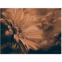 Artgeist Gerbera pronssi fototapetti