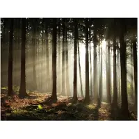 Artgeist Havumetsää fototapetti