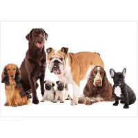 Kärkkäinen Artgeist Dog Integration fototapetti