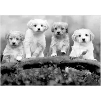 Kärkkäinen Artgeist Four Puppies fototapetti