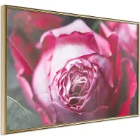 Artgeist Blooming Rose juliste