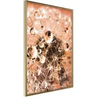 Artgeist Drops On Dandelion juliste