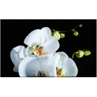 Artgeist Phalaenopsis fototapetti