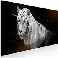 Artgeist Shining Tiger Orange Narrow taulu