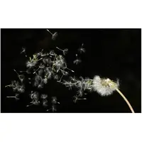 Artgeist Voikukan siemenet kuljettaa tuuli fototapetti