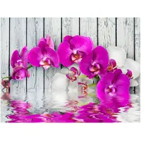 Artgeist Violet orchids with water reflexion fototapetti