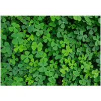 Kärkkäinen Artgeist Green Clover fototapetti