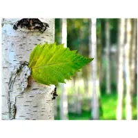 Artgeist Koivunlehti fototapetti