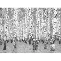 Artgeist Koivu yksinäisyys fototapetti