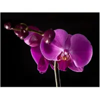Artgeist elegant orchis fototapetti