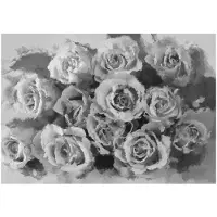 Artgeist A dozen roses fototapetti