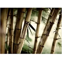 Artgeist Fog and bamboo forest fototapetti