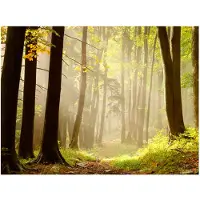 Artgeist Mysterious forest path fototapetti
