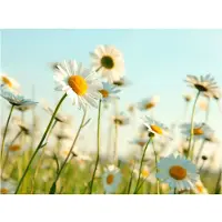 Artgeist Daisies - kevät niitty fototapetti