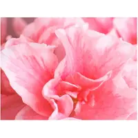 Artgeist Pink Azalea kukkia fototapetti