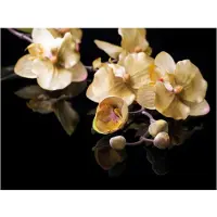 Artgeist Orchids in ecru color fototapetti