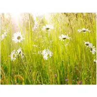 Artgeist Daisy alalla fototapetti