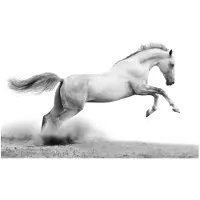 Artgeist White gallop fototapetti
