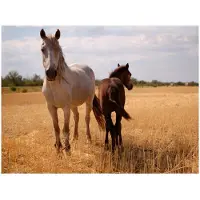 Artgeist Horse and foal fototapetti