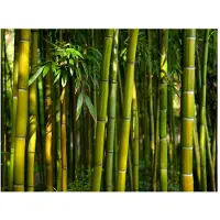 Artgeist Asian Bamboo Forest fototapetti