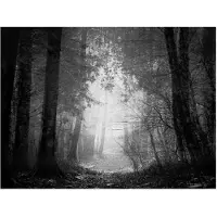 Artgeist Forest of Shadows fototapetti