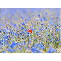 Artgeist Taivas värinen niitty - cornflowers fototapetti