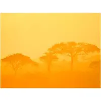Artgeist Orange savanna fototapetti
