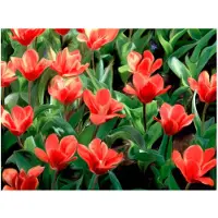 Artgeist Painted flowers fototapetti