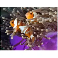 Artgeist Clownfish fototapetti