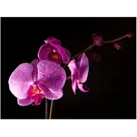 Artgeist stylish orchis fototapetti