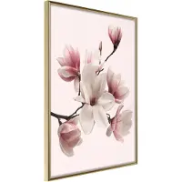 Artgeist Blooming Magnolias I juliste