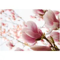 Artgeist Pink Magnolia fototapetti