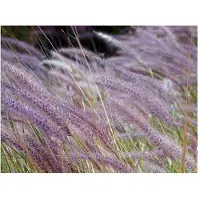 Artgeist Vihreä kenttä ja violetit kukat fototapetti