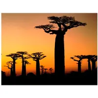 Artgeist Afrikkalainen Apinanleipäpuut fototapetti