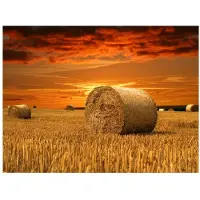 Artgeist Fields of gold fototapetti