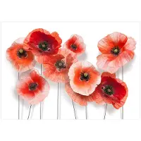 Kärkkäinen Artgeist Nine Poppies fototapetti